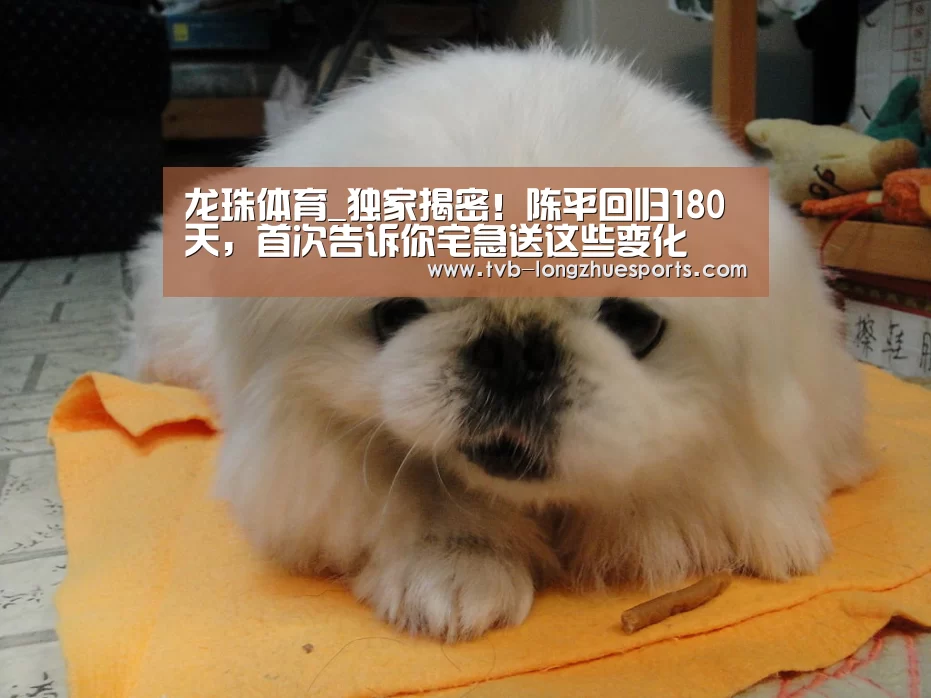 龙珠体育